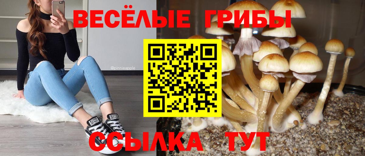 Галлюциногенные грибы Psilocybine cubensis Ирбит